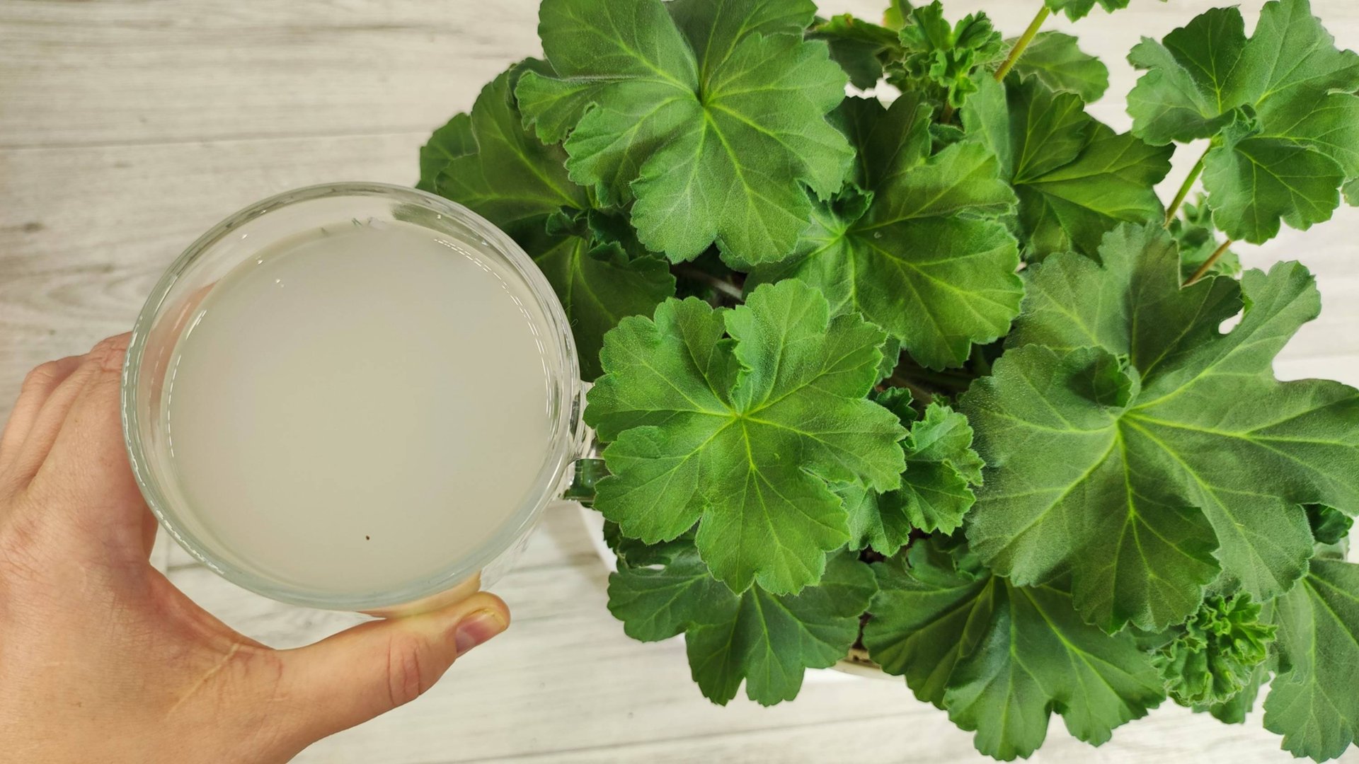 НАЛЕЙ в ГЕРАНЬ ОСЕНЬЮ чтобы ЛИСТИКИ НЕ ЖЕЛТЕЛИ и даже чахлый цветок оживет и вмиг зацветет смотреть онлайн