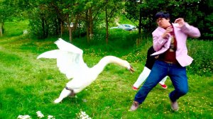 Огромный и дерзкий хозяин прудов, Атакующий абсолютно Всех - ЛЕБЕДЬ!