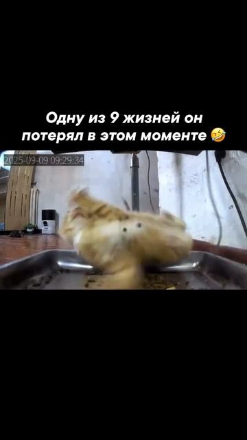 ОДНУ ИЗ 9 ЖИЗНЕЙ ОН ПОТЕРЯЛ В ЭТОМ МОМЕНТЕ смотреть онлайн