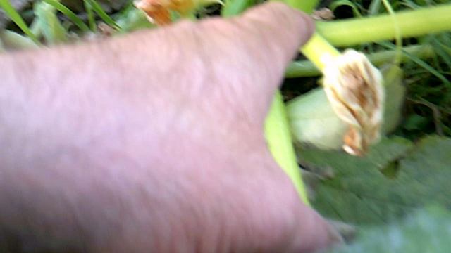 Обзор нашего кабачкового растения сорта "Грибовские"