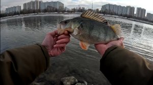 Монстр Москва-Реки. Микроджиг в Стритфишинге.