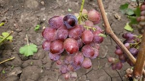 ОСТАТКИ ГФ ВИНОГРАДА НА 2 УЧАСТКЕ!!!