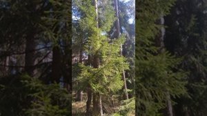 №93 Приведение в гармонию мыслей и мышления