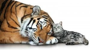 Тигр и кот |Автор-Ольга Павлова|Стихи, Суно, Видео|Только кот по гороскопу  не боится тигра