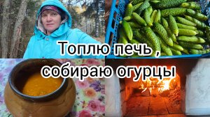 Топлю печь ,собираю огурцы после заморозка.