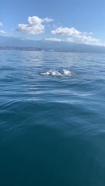 Огого.... смотреть онлайн