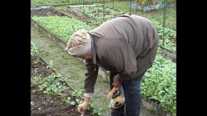 Сажаем чеснок и лук под зиму.  Урожай лука порея.
