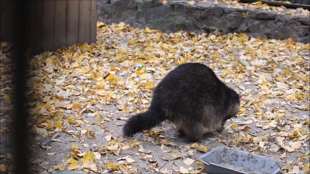 На улице холодно и все еноты залезли повыше спать, кроме одного енотика 24.09.2025 смотреть онлайн