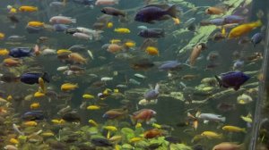 Воронежский океанариум