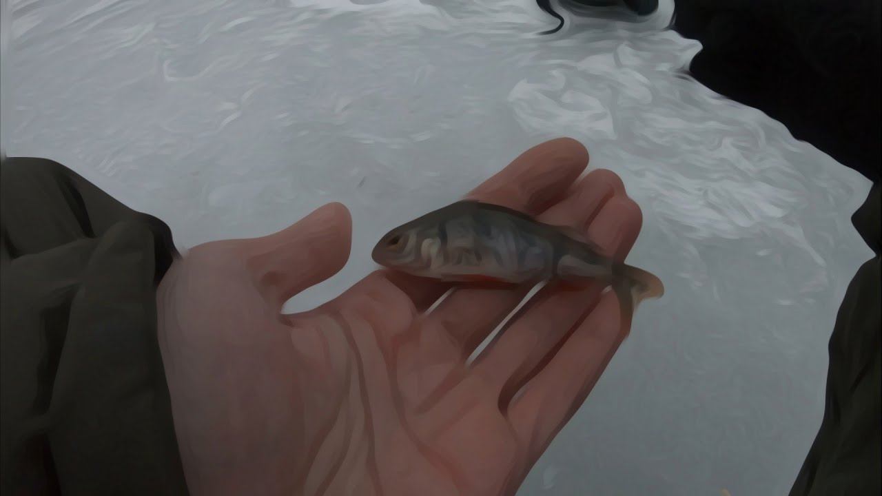 ОКУНЬ НА МОРМЫШКУ.РЫБАЛКА ЗИМОЙ СО ЛЬДА. Коротко о выезде сегодня. смотреть онлайн