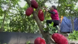 Сбор урожая красного джекфрута. Приготовление клейкого риса из, и продажа его на рынке. Вьетнам