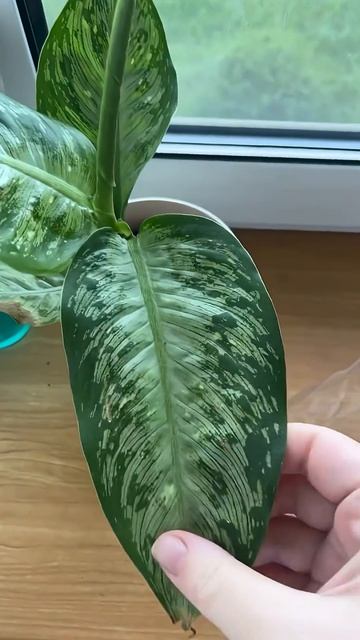 Я думала 2 недели о покупке#влогикаждыйдень #домашниерастения смотреть онлайн