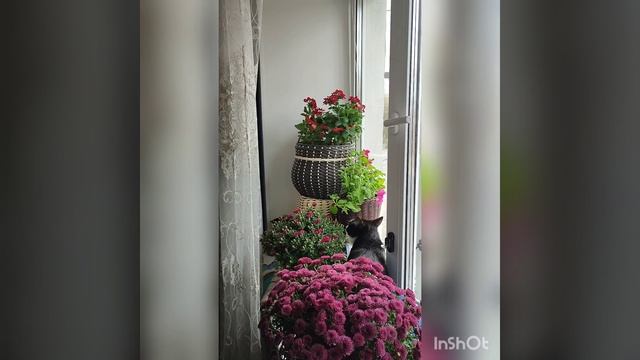 кот- любовь -цветы . смотреть онлайн