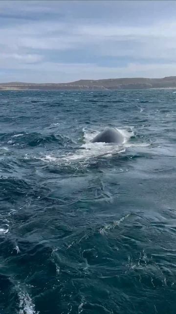 Аргентинские южные киты 🐋

#аргентина #патагония #вальдес #кит #argentina #patagonia #valdes #whale