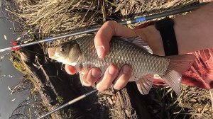 Рыбалка в пригороде Барнаула. Карась клюет как из пулемета !