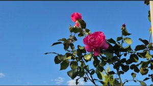 СТУДЕНТ ВИТАМИНАМИ ОБЕСПЕЧЕН...ПЕКУ ПИРОГ