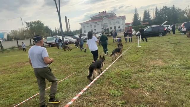 МОЛОДЫЕ СУКИ / КЧК АЛЬМЕТЬЕВСК 20 сентября`25 А.Кисляков Моно немецких овчарок