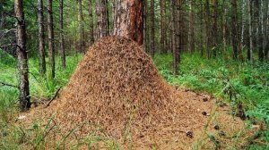 Будь человеком Сергей Михалков