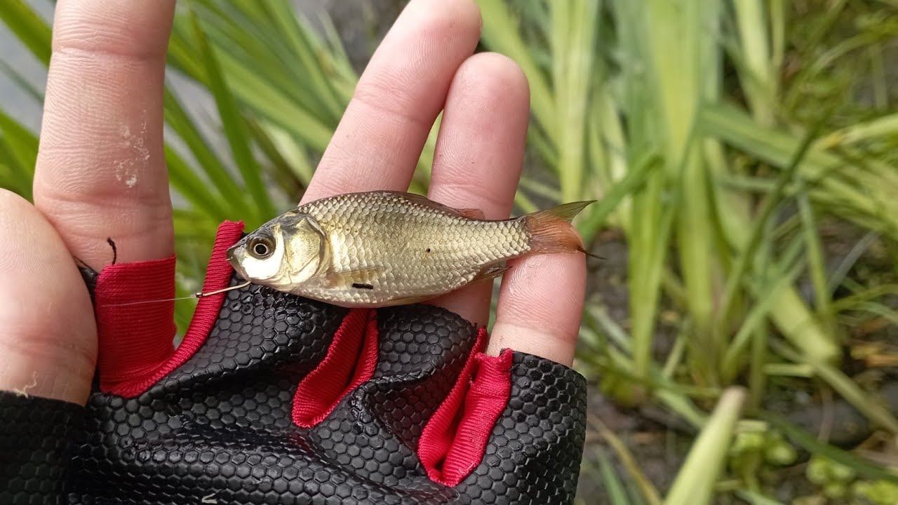 МИКРОФИШИНГ.Ловля Карася На Tanago!!! смотреть онлайн