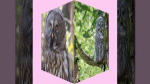 Песня про сову (я автор текста, поёт нейросеть, 1вариант) .mp4