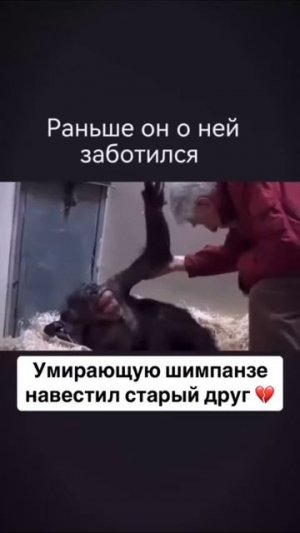 Очень душевное видео. Умирающую шимпанзе навестил старый друг. Подписываемся 😉