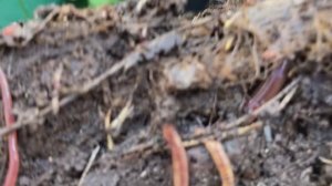 Органическое земледелие.