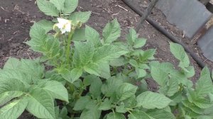 Урожай картофеля выращенного из семян