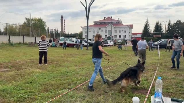 МОЛОДЫЕ СУКИ ДШ / КЧК АЛЬМЕТЬЕВСК 20 сентября`25 А.Кисляков Моно немецких овчарок