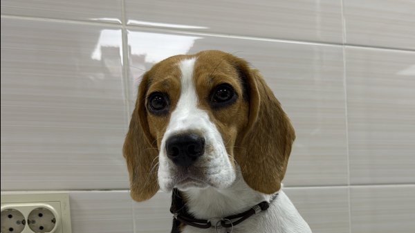 Роды. собака Бигль