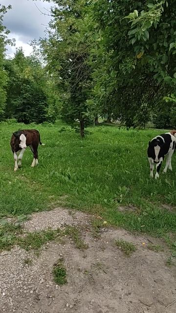 Телята с нашего двора !