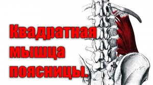 Растяжка квадратной мышцы поясницы.