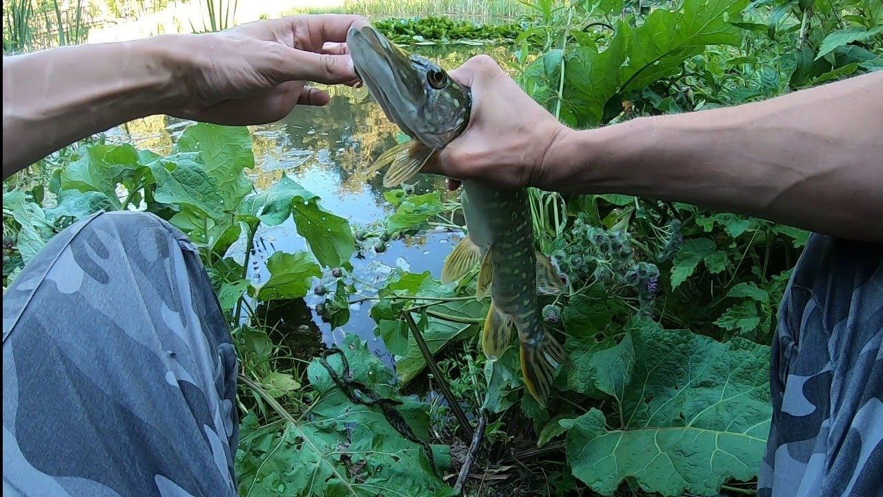 Поймал Щуку Руками. Разведка Нового Места. #мормышинг #fishing #рыбалка смотреть онлайн