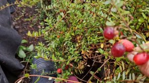 Собираю клюкву-вот так урожай!