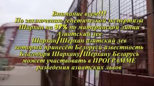 Шархан - Шерхан Азиатский лев Видео от Ивана