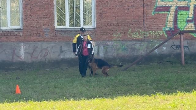 1 Оч/хор ГУЧЧИ из Белого Яра +++ №19. ИЖЕВСК 14 сентября`25 Моно немецких овчарок