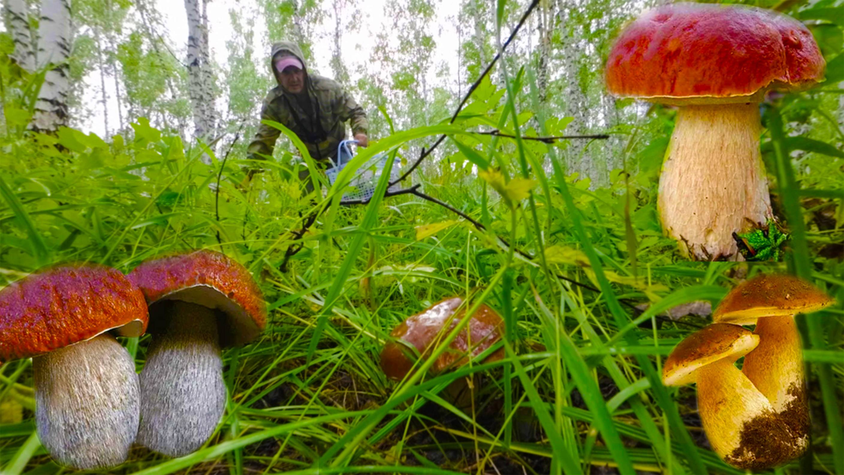 Тихая охота, белый гриб. смотреть онлайн