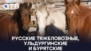 Русские тяжеловозные, ульдургинские и бурятские: ученые из 3-х регионов России оценили наших лошадей