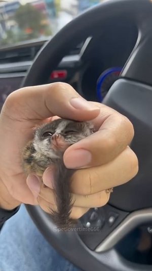 Смешные животные.