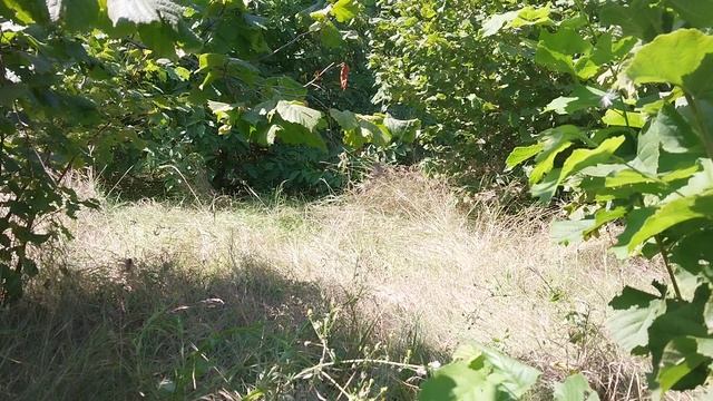 чего много в фундуках, догадайтесь :) смотреть онлайн