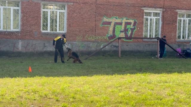 1 Отл. КЧК IVANKA v. Unity Hof +++ №37. ИЖЕВСК 14 сентября`25 Моно немецких овчарок