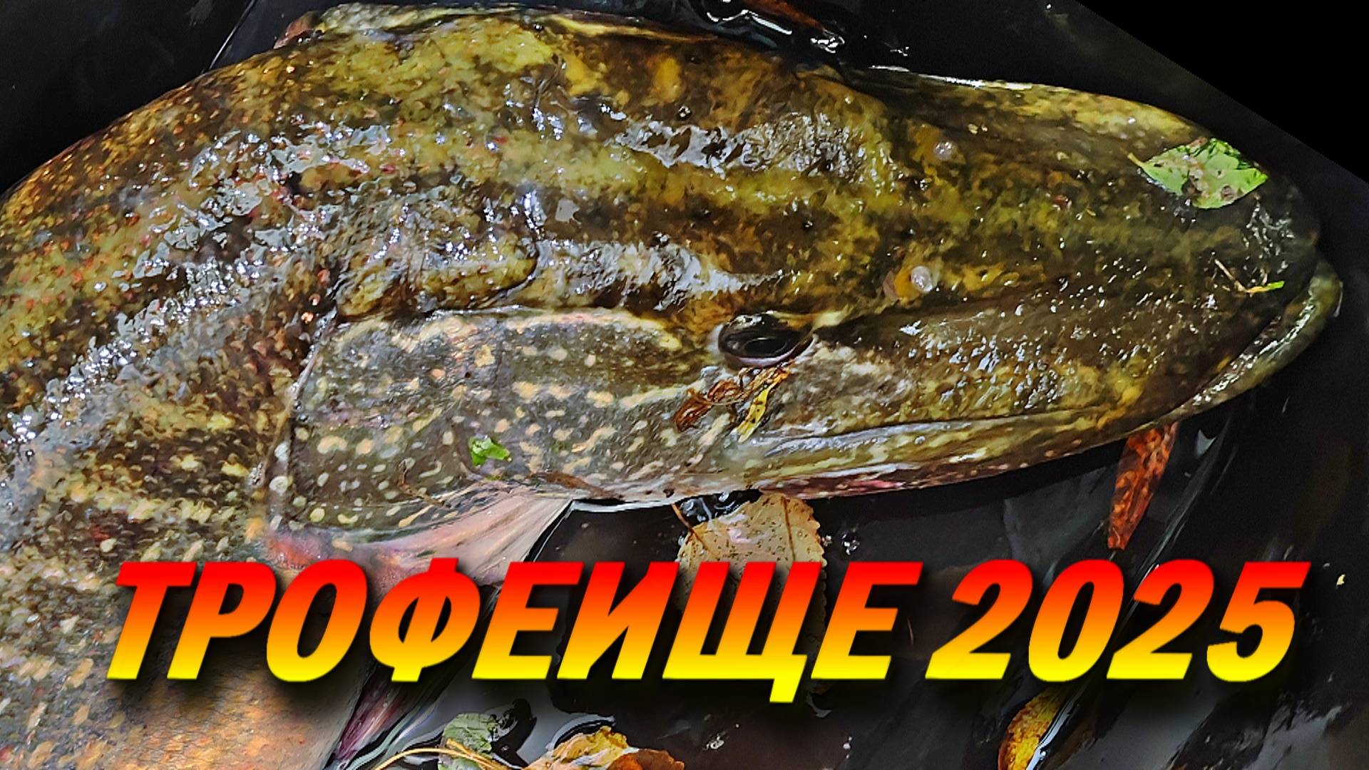 ТРОФЕЙНАЯ ЩУКА НА СПИННИНГ ОСЕНЬЮ! Поставил КРУПНЫЙ СИЛИКОН И Клюнула РЕКОРДНАЯ ЩУКА! ЩУКА МОНСТР! смотреть онлайн