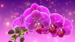 Футаж. Цветочный фон 238