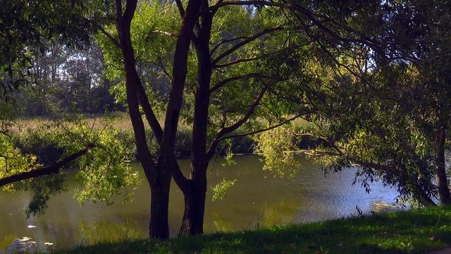 Дневник натуралиста: наблюдение за природой в средней полосе России Сентябрь 2025г