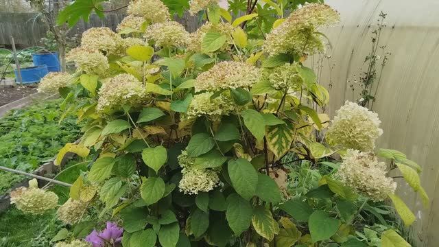 Осенняя обрезка гортензии. Чтобы получить пышное и обильное цветение. смотреть онлайн