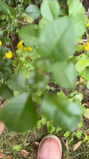 что за цветок?🌺