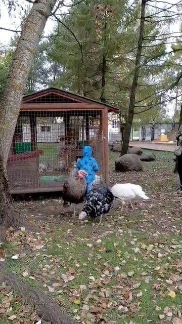 Ферма готовится к зимовке