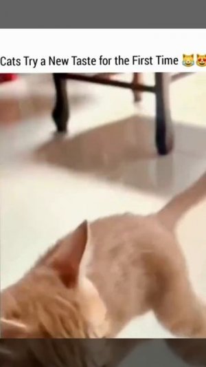 Кот ест арбуз