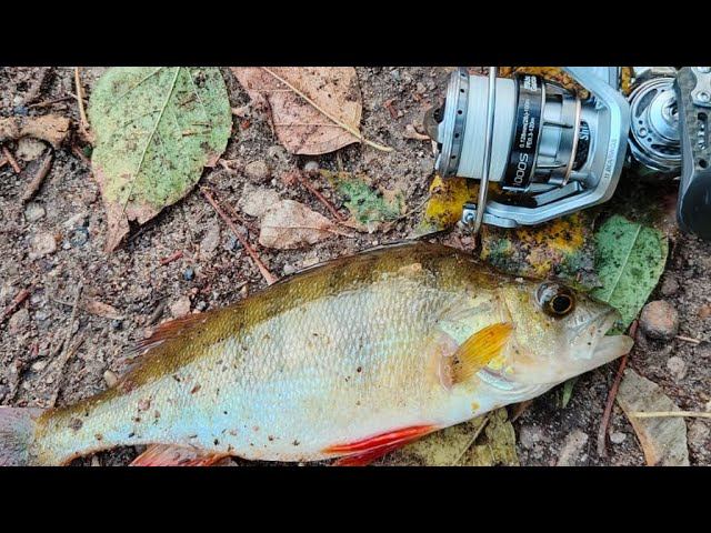 ОХОТА на ОКУНЯ.БОЛЬШОЙ Садовый Пруд.Тест Приманок. #мормышинг#рыбалка#микроджиг смотреть онлайн