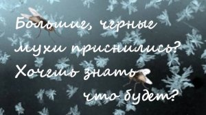 "Большие черные мухи приснились? Хочешь знать что будет?"