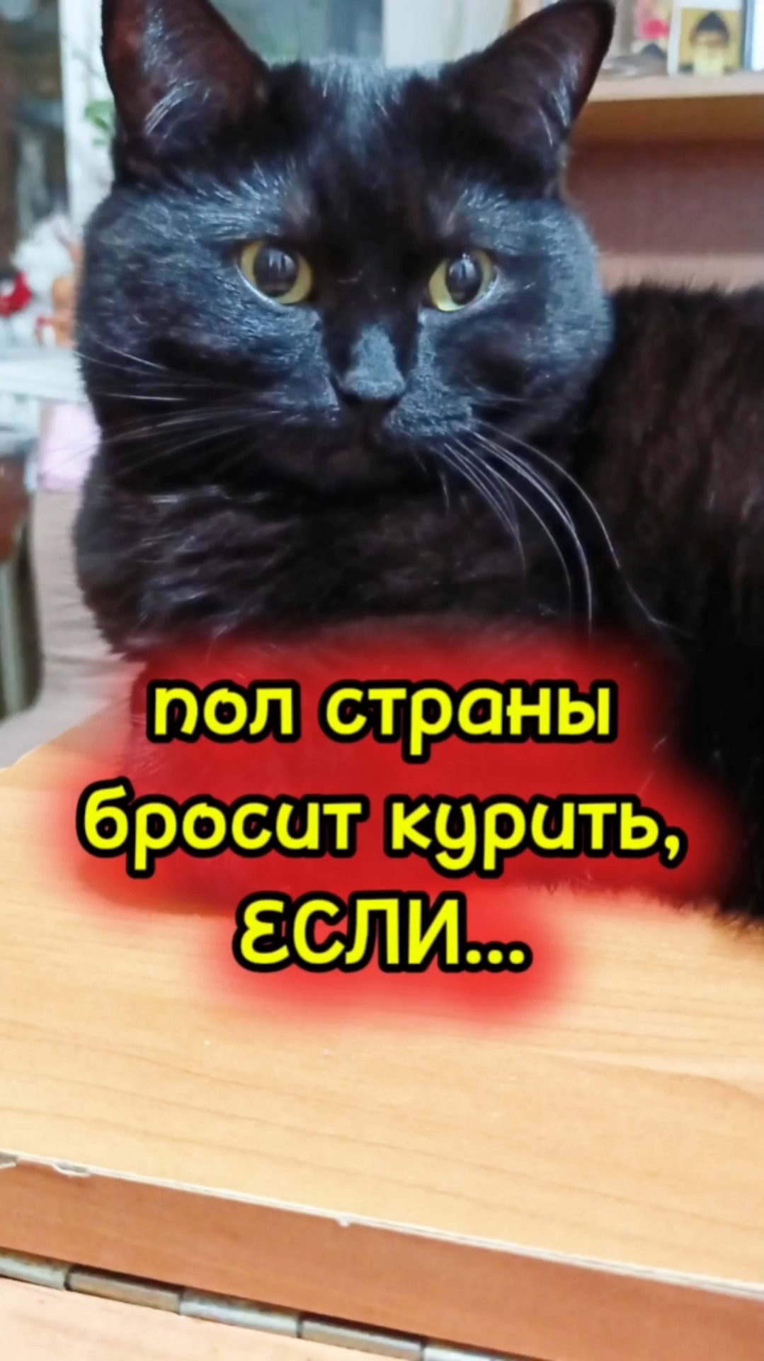 Кошки с озвучкой. смотреть онлайн